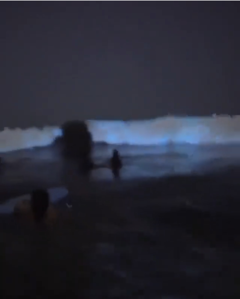 bioluminescence.jpeg