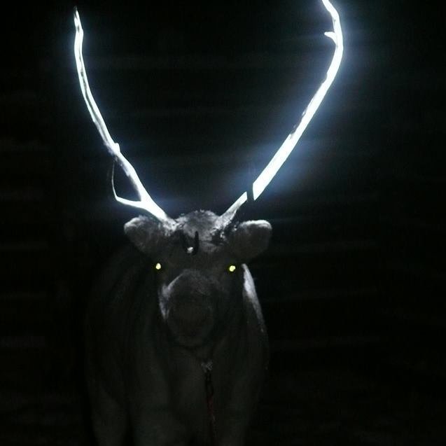 reindeer.jpeg